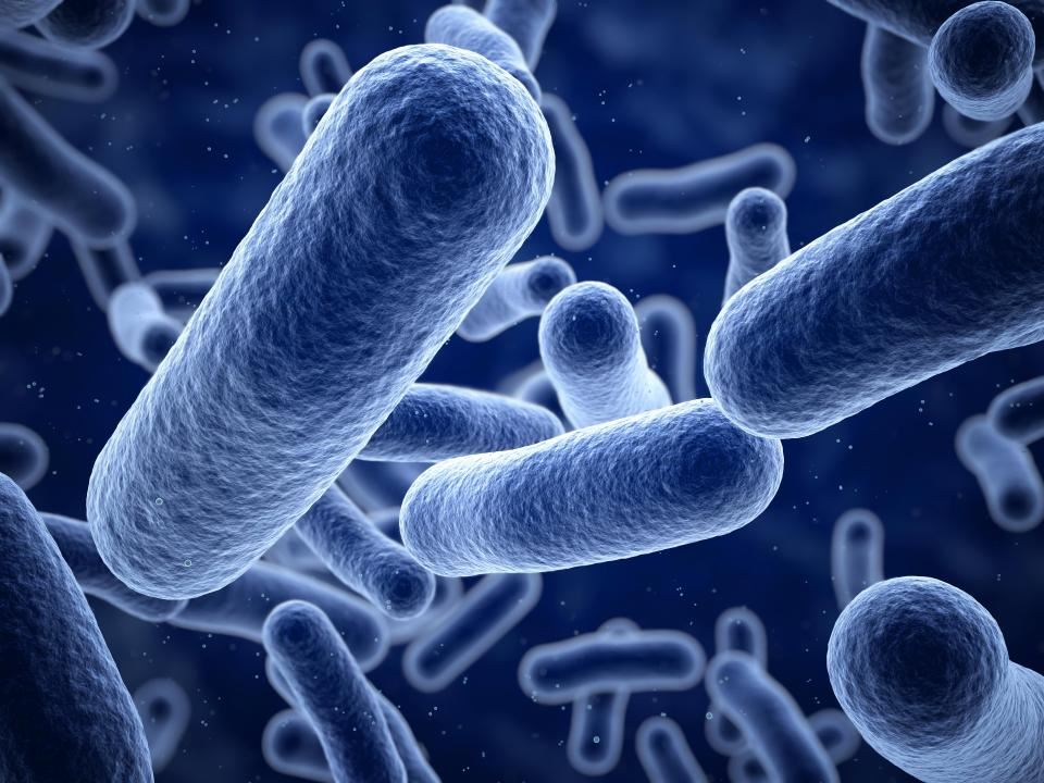 Bacillus Subtilis