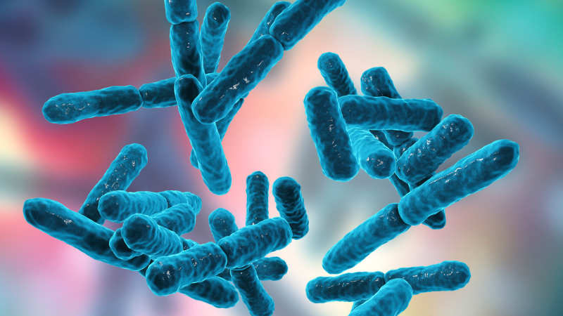 Bacillus Indicus