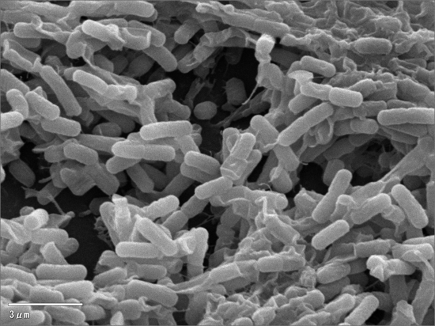 Bacillus Natto