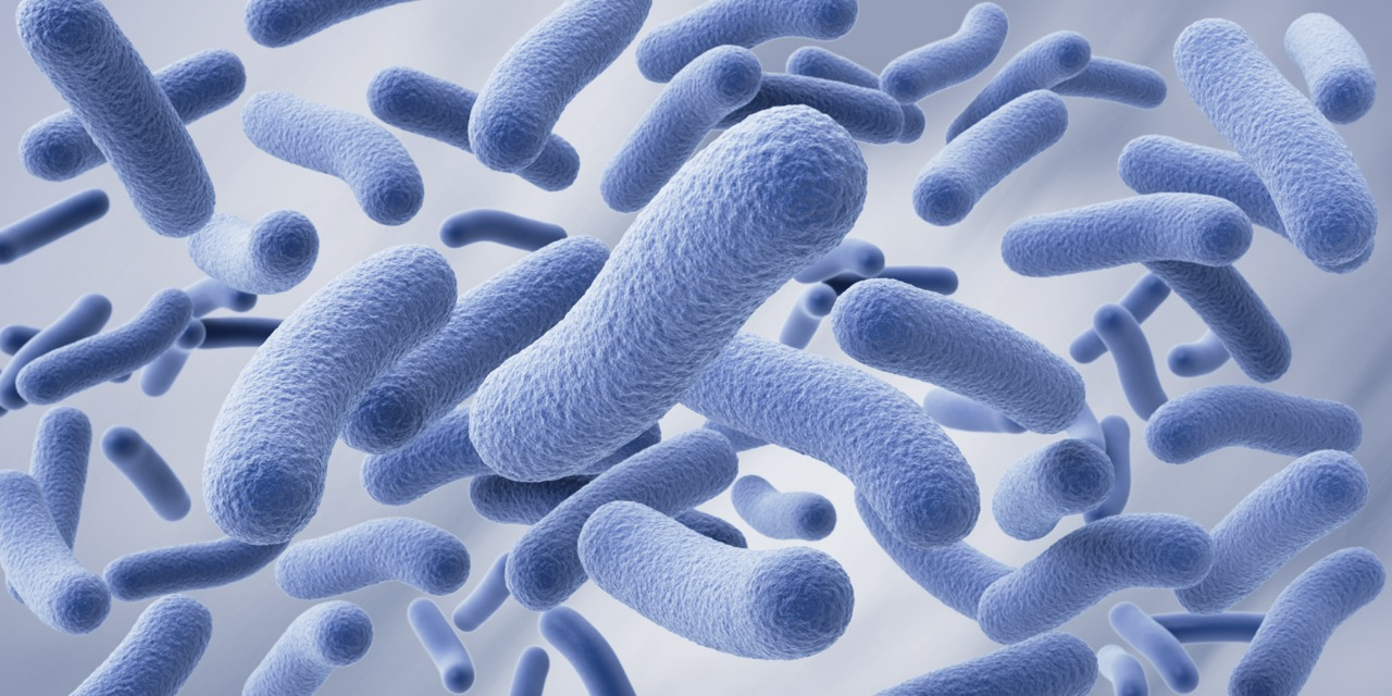 Bacillus Licheniformis