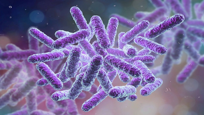 Bacillus Coagulans